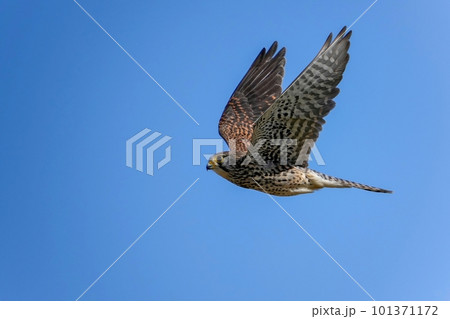 青空バックに悠然と飛ぶ繁殖期のチョウゲンボウ メス 101371172