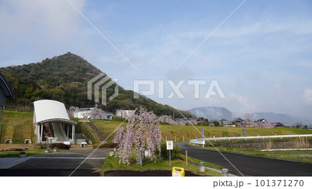 宗吉かわらの里展示館の枝垂桜【香川県三豊市三野町】3 宗吉かわらの里展示館の枝垂桜【香川県三豊市三野町】3 101371270
