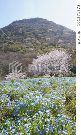 善通寺五岳の里市民集いの丘公園の桜とネモフィラ【香川県善通寺市】3 善通寺五岳の里市民集いの丘公園の桜とネモフィラ【香川県善通寺市】3 101371278