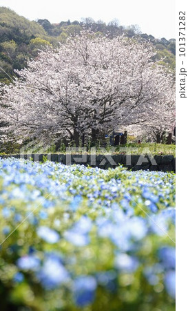 善通寺五岳の里市民集いの丘公園の桜とネモフィラ【香川県善通寺市】5 101371282