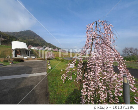 宗吉かわらの里展示館の枝垂桜【香川県三豊市三野町】5 101371296