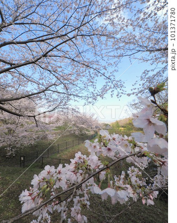 善通寺五岳の里市民集いの丘公園の桜【香川県善通寺市】5 101371780