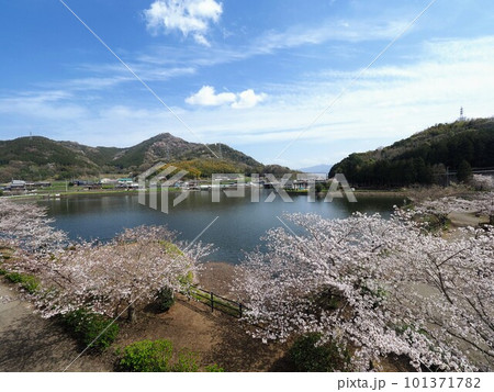 やすらぎ公園の春の青空と満開になった桜の木【香川県丸亀市】20232 やすらぎ公園の春の青空と満開になった桜の木【香川県丸亀市】20232 101371782