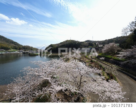 やすらぎ公園の春の青空と満開になった桜の木【香川県丸亀市】20233 101371783
