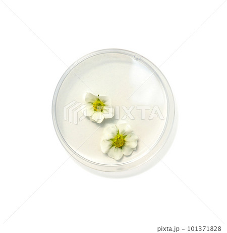 Strawberry flower in petri dish on white laboratory table. Top view 101371828