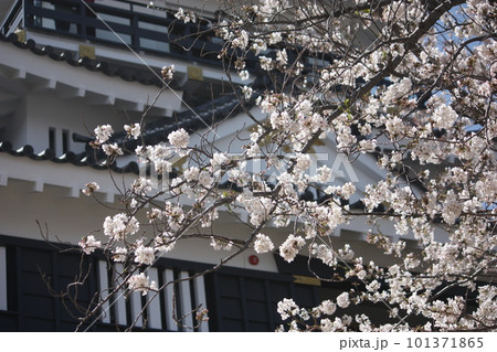 桜に囲まれた浜松城 101371865