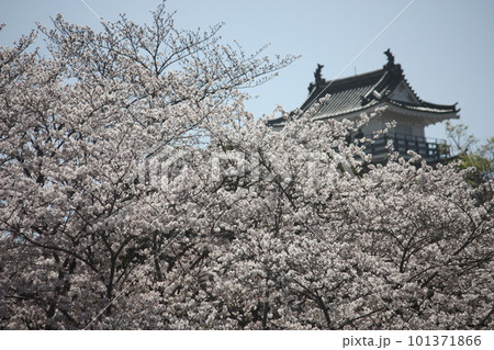 桜に包まれる浜松城 101371866