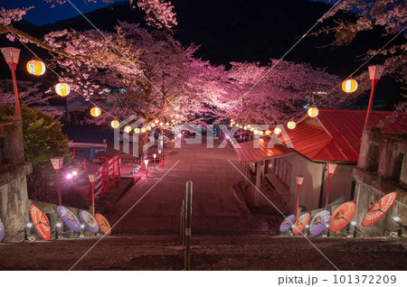 鬼怒川温泉夜桜ライトアップ 101372209