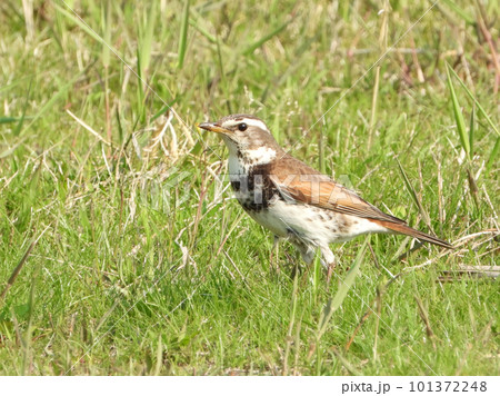 ツグミ ツグミ 101372248