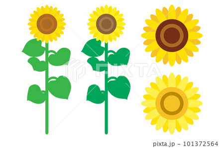 ひまわりの全体像と花のイラストセット ひまわりの全体像と花のイラストセット 101372564