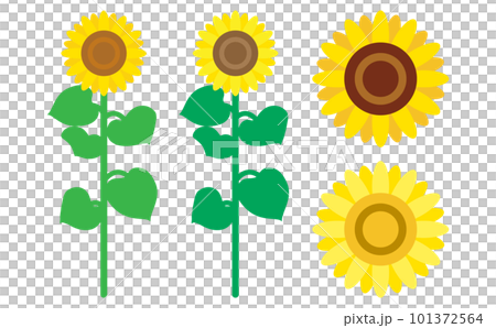 ひまわりの全体像と花のイラストセット ひまわりの全体像と花のイラストセット 101372564