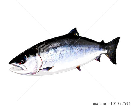 斜めから見たマス 101372591