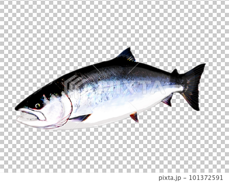 斜めから見たマス 101372591