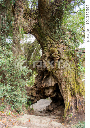 生樹の御門 大山祇神社奥の院への参拝路 愛媛県 大三島 生樹の御門 大山祇神社奥の院への参拝路 愛媛県 大三島 101372592