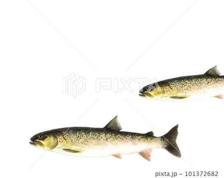 幻の怪魚 101372682