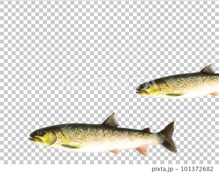 幻の怪魚 101372682