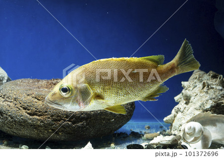 フエダイ　ヒメフエダイ　若魚　魚　泳ぐ魚　海水魚 101372696