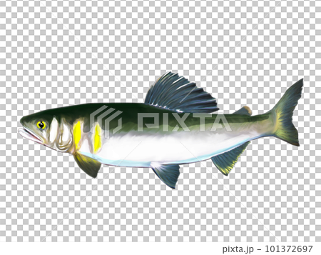 Sweetfish in watercolor 101372697
