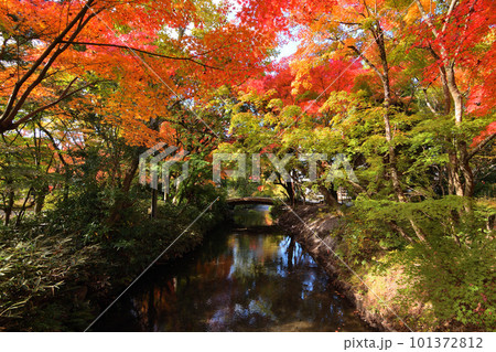 紅葉の湯布院 紅葉の湯布院 101372812