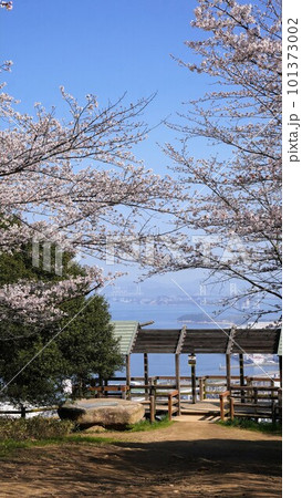 青の山山頂の桜【香川県丸亀市、綾歌郡宇多津町】5 青の山山頂の桜【香川県丸亀市、綾歌郡宇多津町】5 101373002
