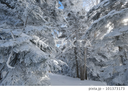 雪に覆われた冬の樹木 雪に覆われた冬の樹木 101373173
