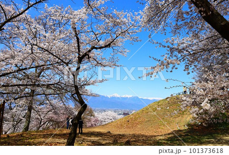 弘法山古墳山頂付近から桜越しに見る北アルプス 弘法山古墳山頂付近から桜越しに見る北アルプス 101373618