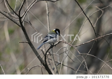 シジュウカラ 101373770