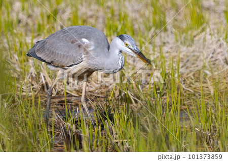 アオサギ 101373859