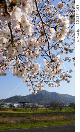 桜つづみ公園【香川県仲多度郡まんのう町】2 桜つづみ公園【香川県仲多度郡まんのう町】2 101374163