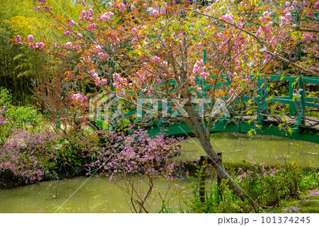 花にあふれる浜名湖ガーデンパーク、モネの池 101374245