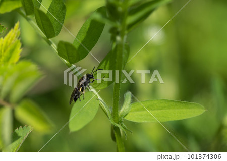 草にとまるクロハバチ 草にとまるクロハバチ 101374306
