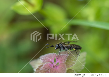 ヒメオドリコソウにとまるクロハバチ ヒメオドリコソウにとまるクロハバチ 101374308
