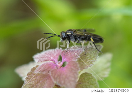 ヒメオドリコソウにとまるクロハバチ 101374309