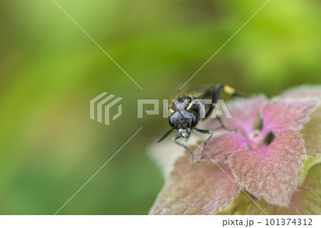 ヒメオドリコソウにとまるクロハバチ ヒメオドリコソウにとまるクロハバチ 101374312