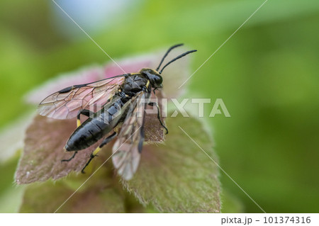 ヒメオドリコソウにとまるクロハバチ 101374316
