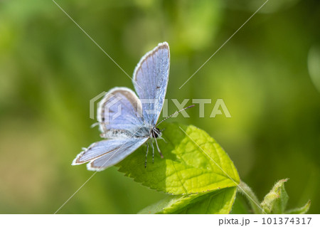 ツバメシジミ 101374317