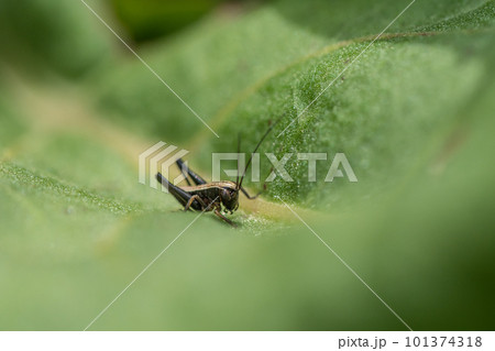 草の上のヒメギス幼虫 草の上のヒメギス幼虫 101374318