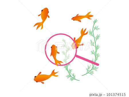 金魚すくいイラスト 101374515