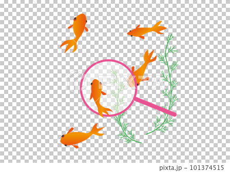 金魚すくいイラスト 101374515