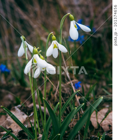 First spring snowdrops in the wild. Flowers of Galanthus 101374656