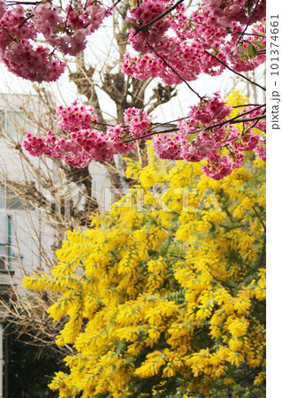 ミモザと寒桜 (蔵前桜) ミモザと寒桜 (蔵前桜) 101374661