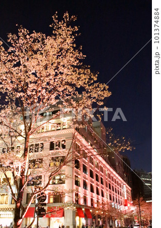 日本橋　江戸桜通りの夜桜 101374884