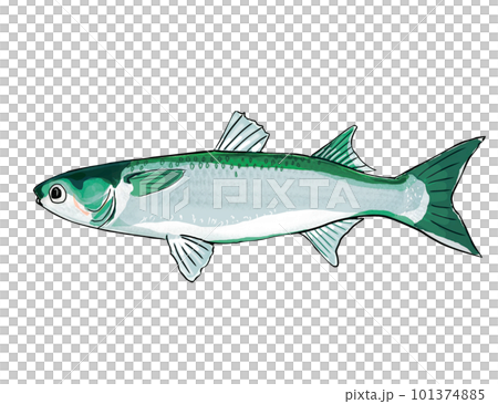 水彩畫的鯔魚 水彩畫的鯔魚 101374885