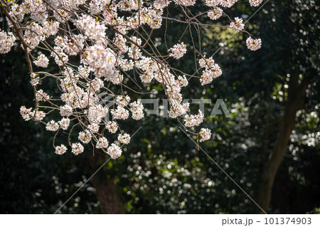 満開の桜のある風景 2023年 満開の桜のある風景 2023年 101374903