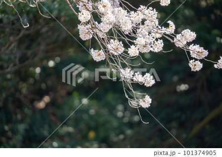 満開の桜のある風景 2023年 満開の桜のある風景 2023年 101374905