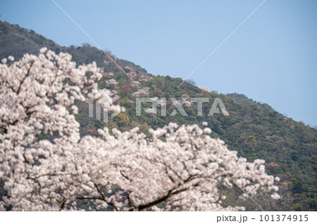 満開の桜のある風景 2023年 満開の桜のある風景 2023年 101374915