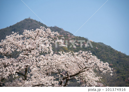 満開の桜のある風景 2023年 満開の桜のある風景 2023年 101374916