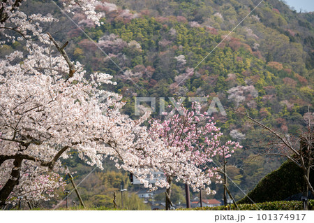 満開の桜のある風景 2023年 満開の桜のある風景 2023年 101374917