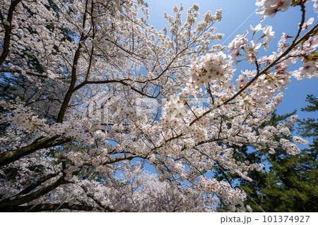 満開の桜のある風景 2023年 満開の桜のある風景 2023年 101374927
