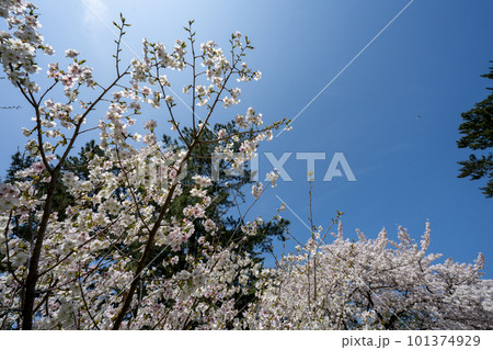 満開の桜のある風景 2023年 満開の桜のある風景 2023年 101374929